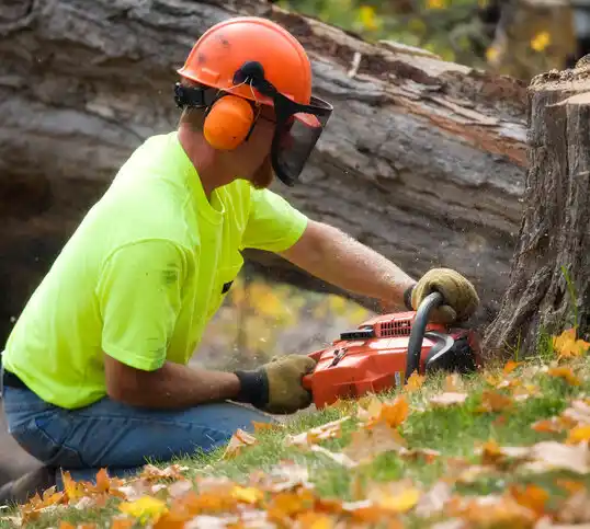 tree services Pigeon